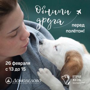 Собаки помогают пассажирам аэропорта Домодедово снять стресс перед полетом (Московский аэропорт 